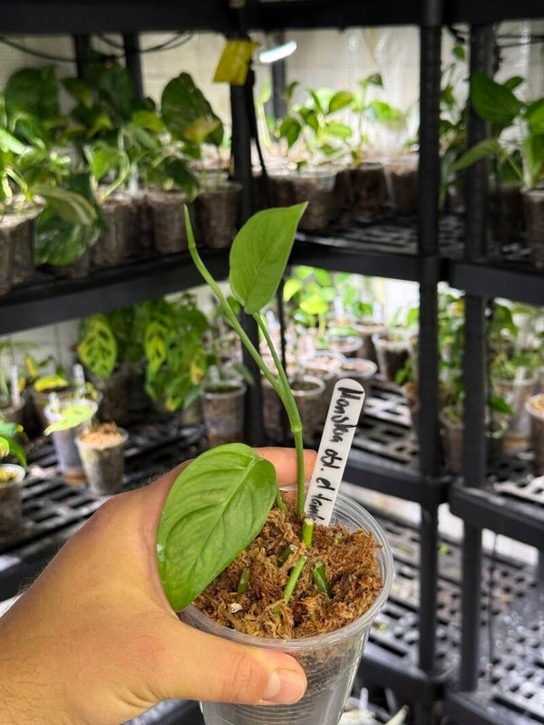 Monstera obliqua 'el tamarido'