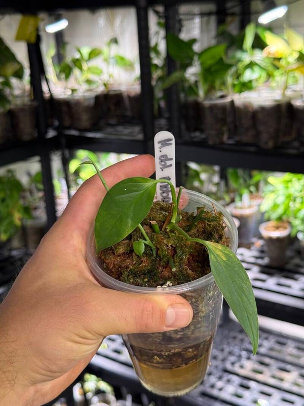 Monstera obliqua 'mobot'