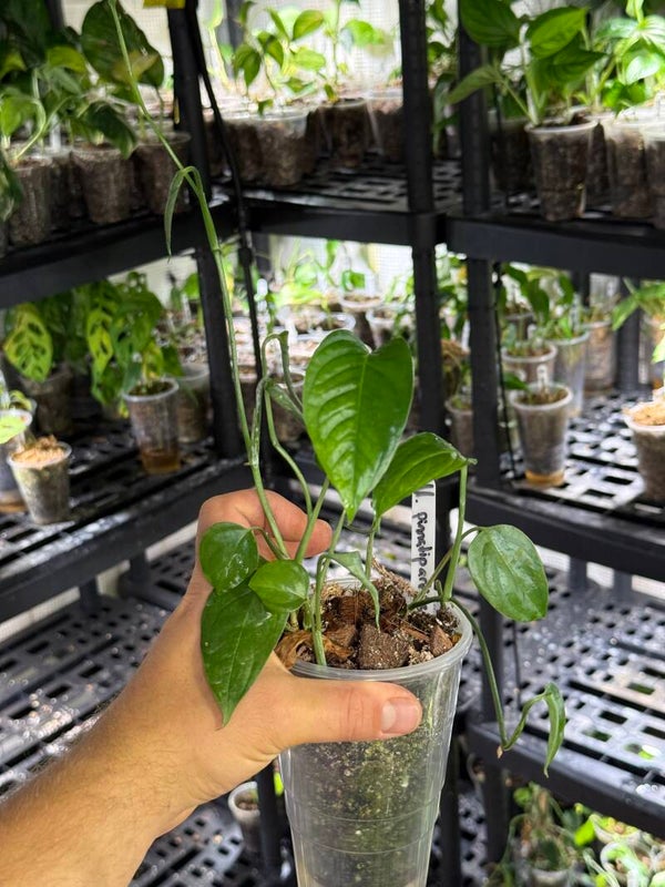 Monstera 'pinnatipartita'