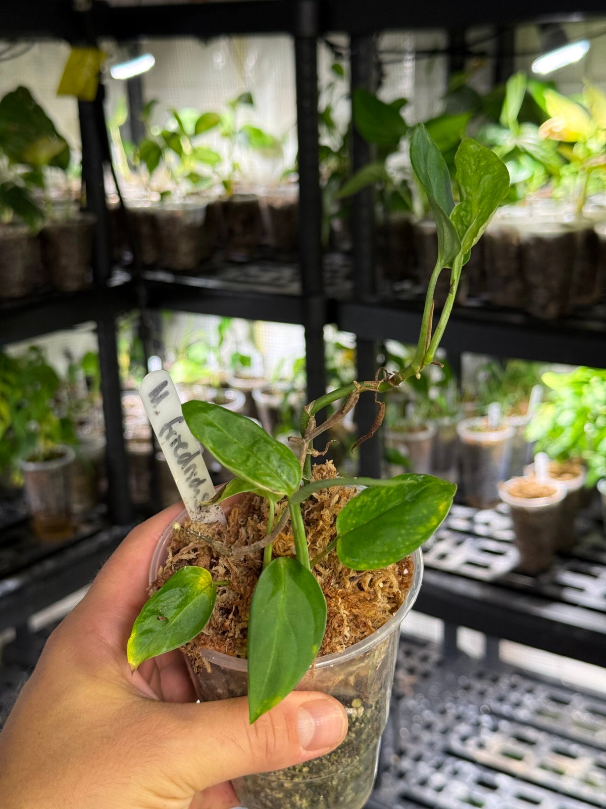 monstera squamiferum Philodendron Squamiferum