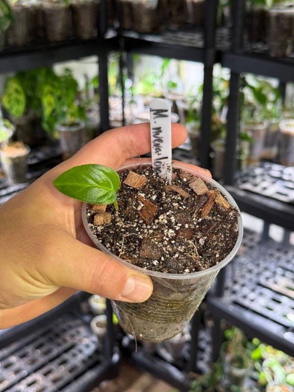 Monstera obliqua 'nueva loja'