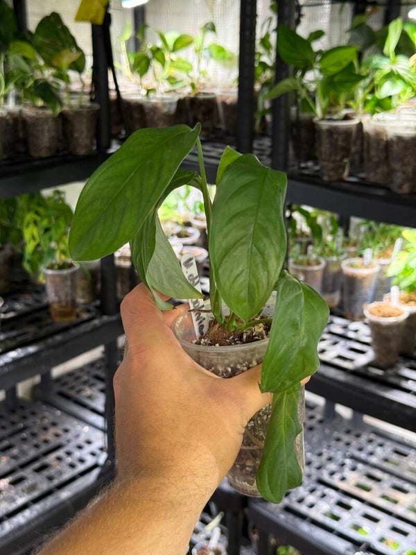 Monstera obliqua 'bolivian form'