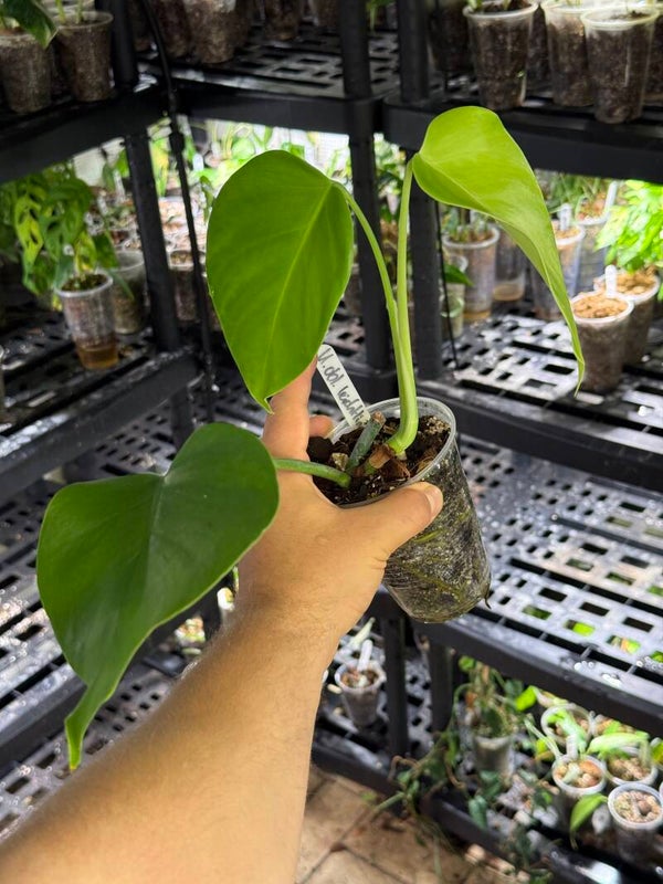 Monstera obliqua 'leichtlinii'