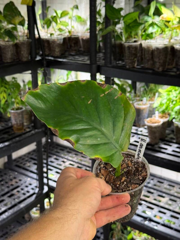 Monstera acuminata 'guatemala'