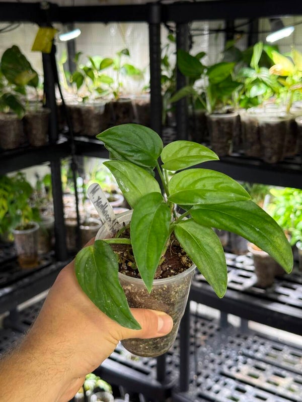 Monstera xanthospatha 'sp. madison colombia'
