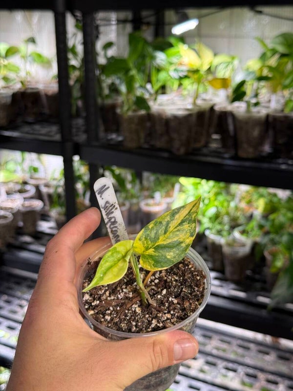 Monstera 'siltepecana' aurea variegata