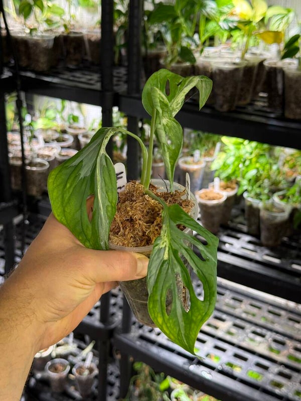 Monstera adansonii 'indonesia marble' variegata