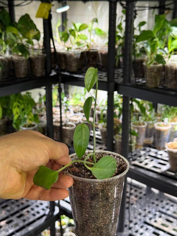 Monstera 'obliqua cf french guiana'