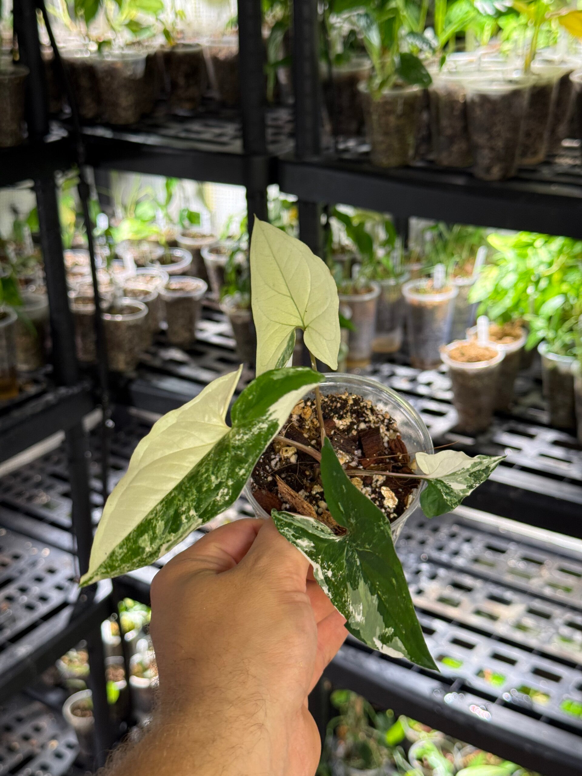 Syngonium 'podophyllum albo' variegata