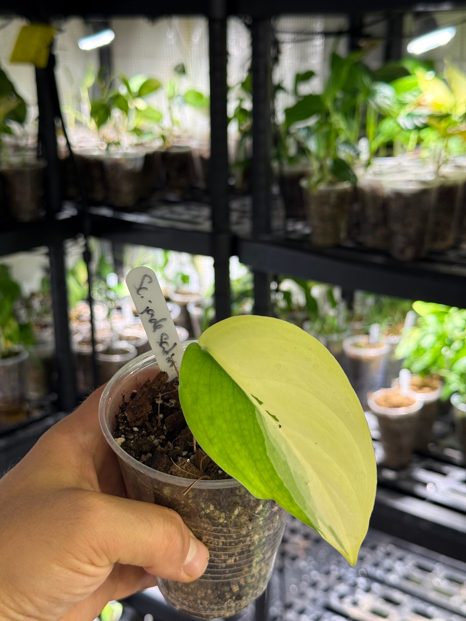 Scindapsus 'jade satin aurea' variegata