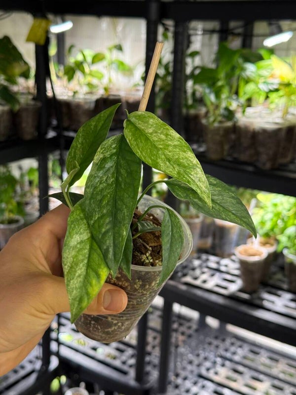 Epipremnum 'hanoman sp. bali' variegata