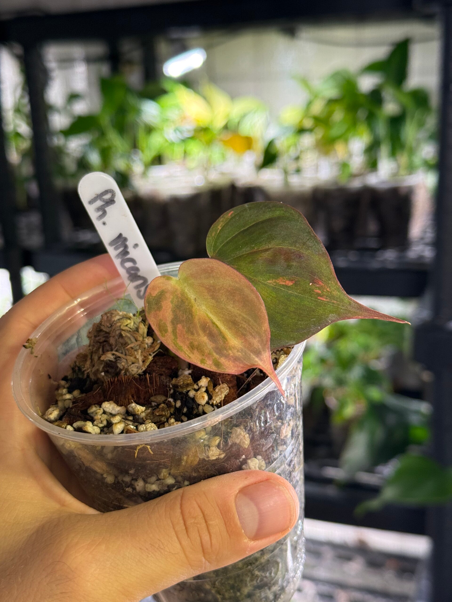 Philodendron Micans 'pink / ferrari' variegata