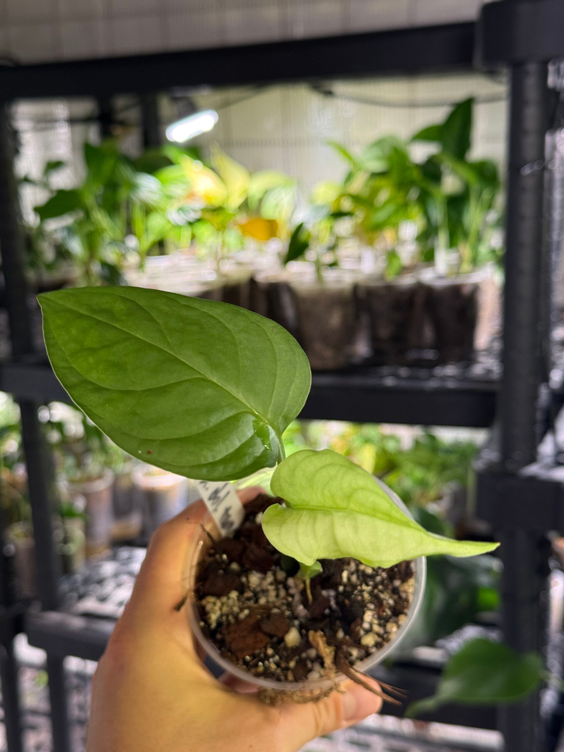 Monstera obliqua 'tamarindo'