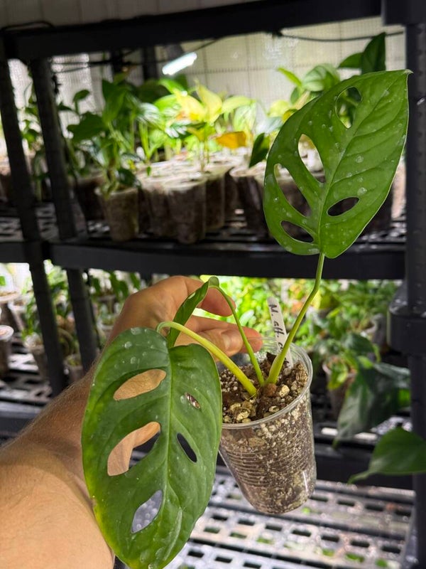 Monstera 'obliqua aff. cuyabeno'