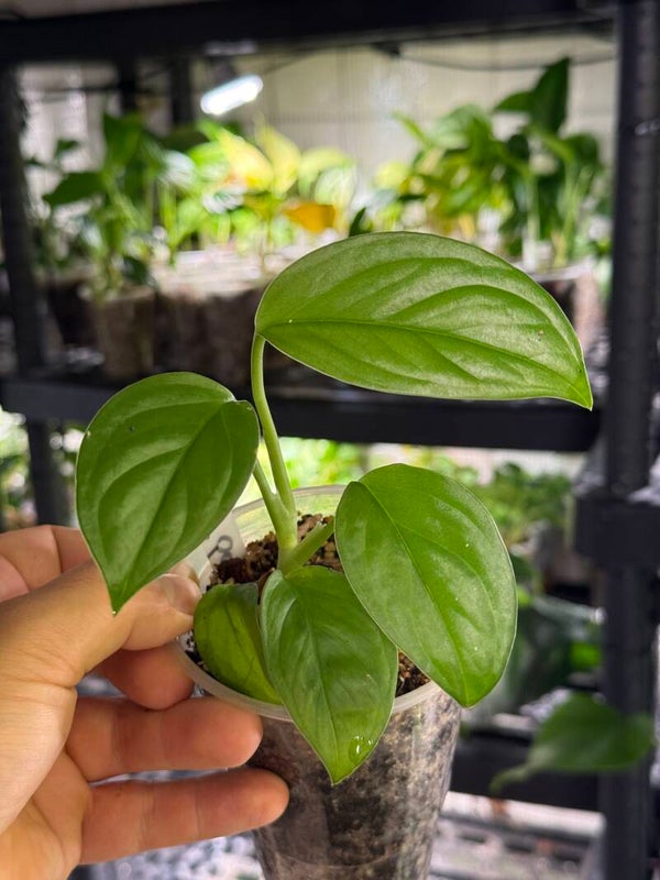 Monstera obliqua 'cf pangui'