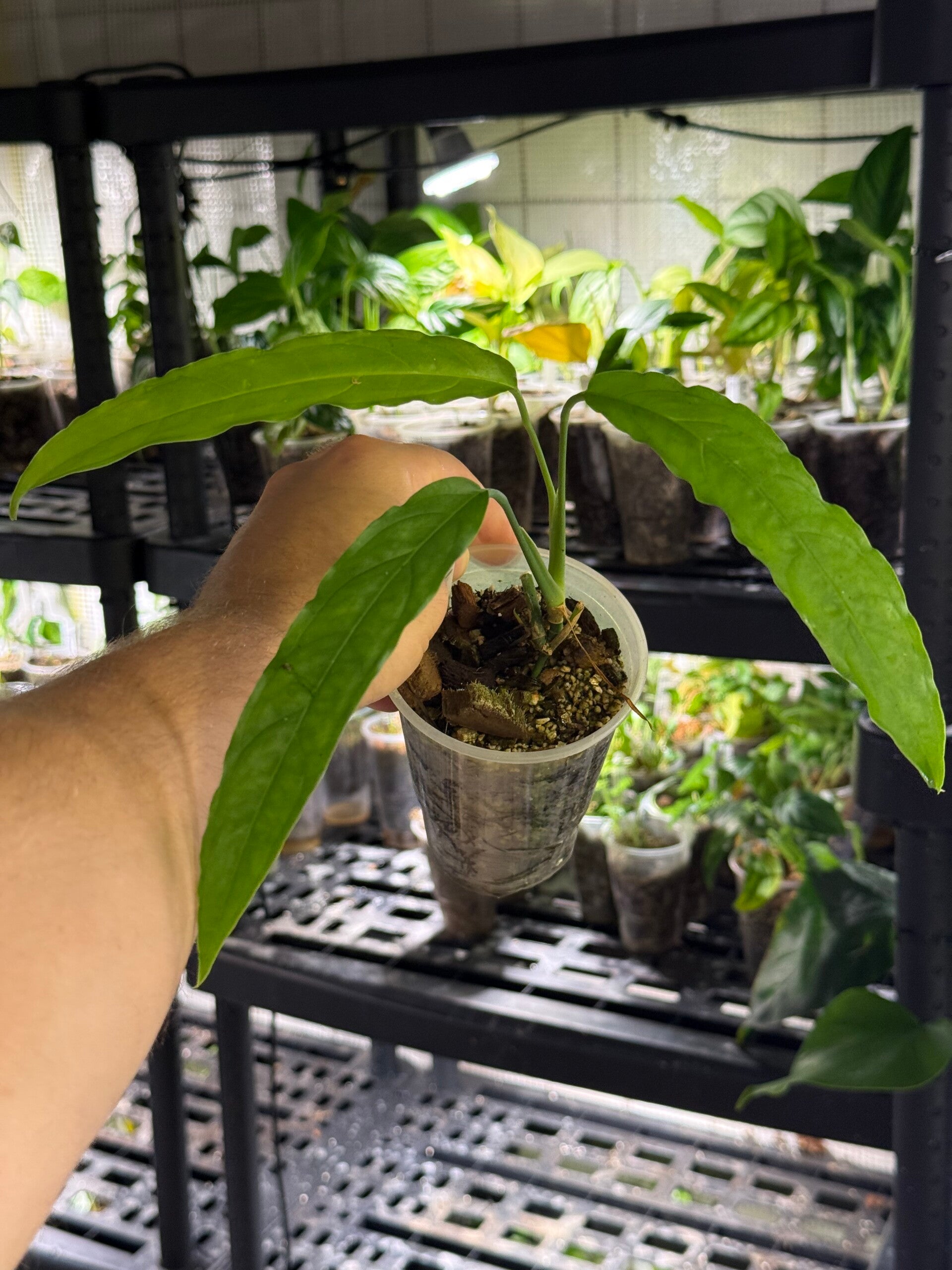 Monstera obliqua 'tiwintza narrow'