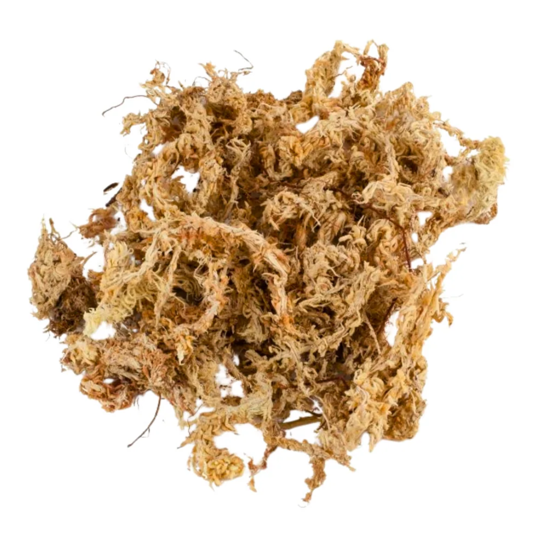 Sphagnum Moos (Chile) – Hochwertiges Premium Langhaar-Moos für Feuchtigkeitsspeicherung
