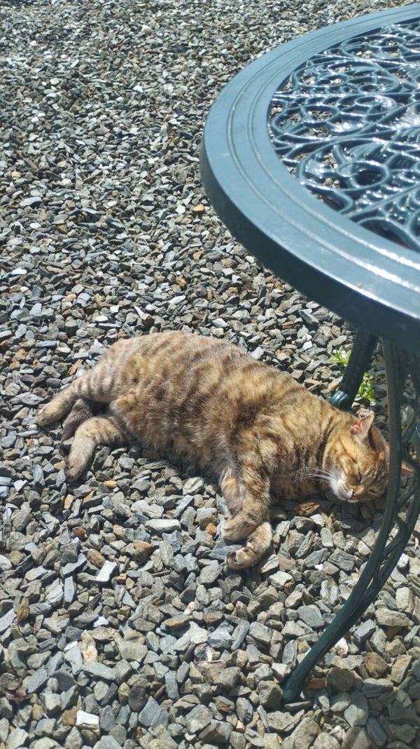 Cat on stones