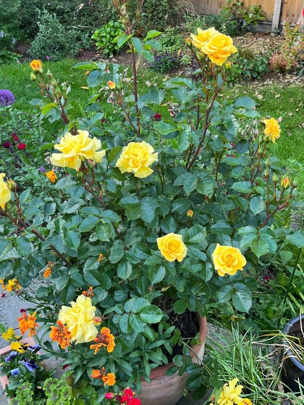 Roses