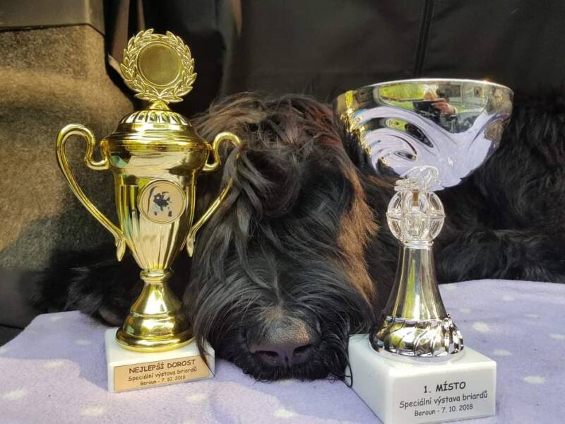 Briard Devin de la Xalia Noire