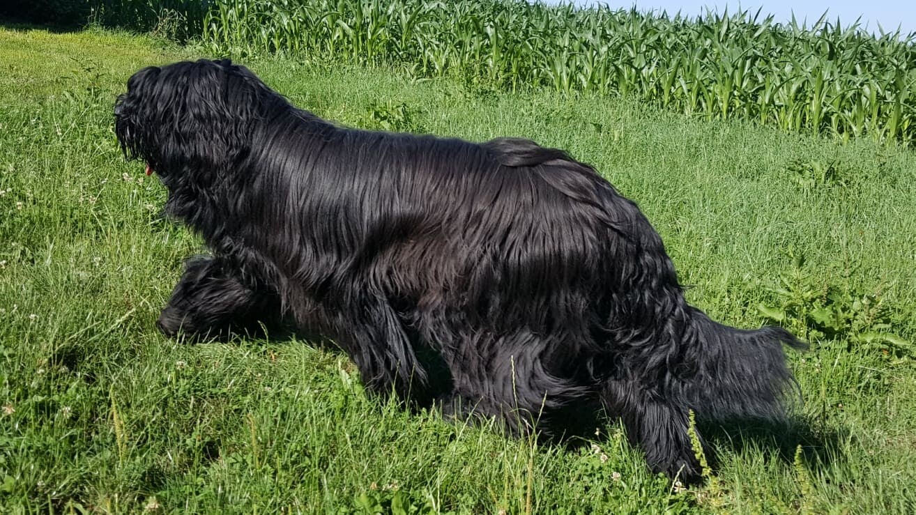 Briard Devin de la Xalia Noire