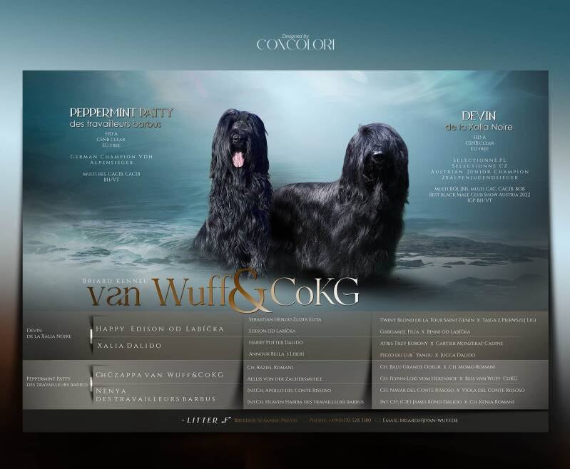 Briard Puppys Devin de la Xalia Noire