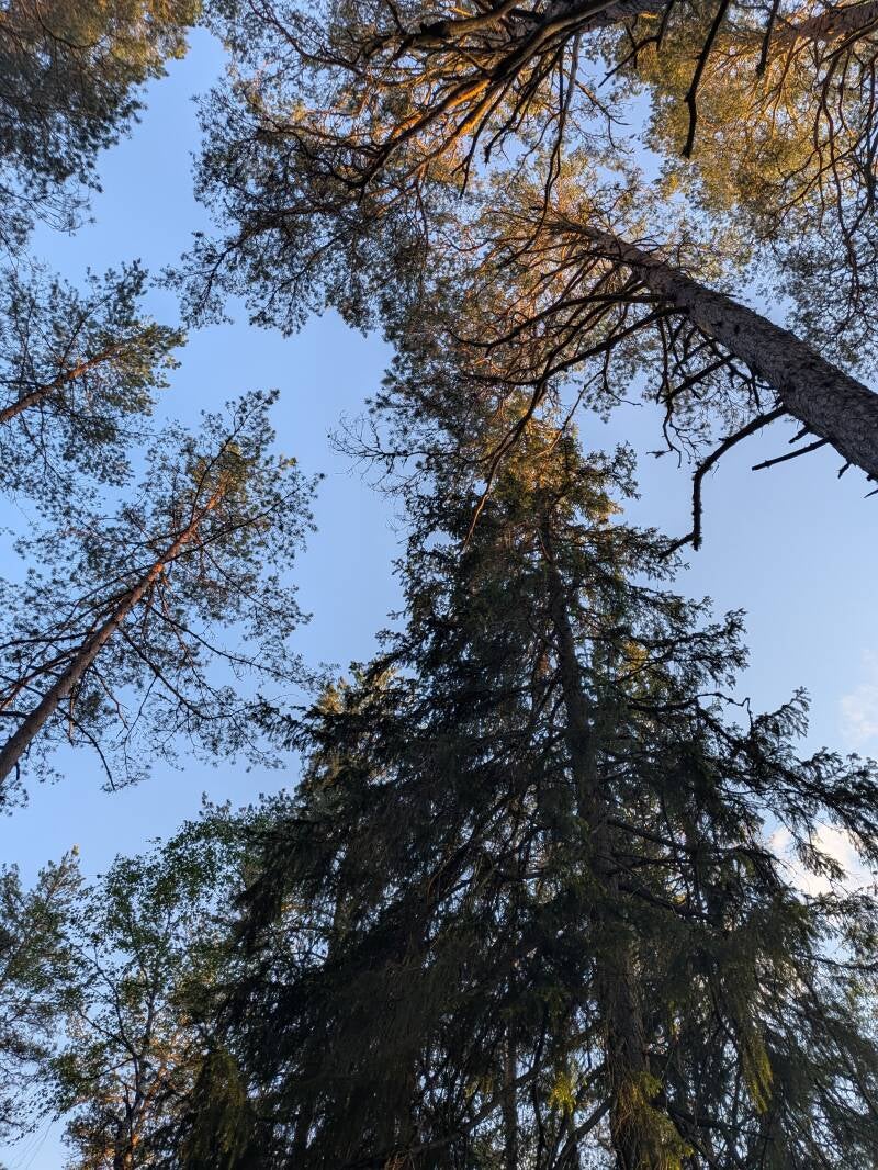 Skogsmiljö under en ensamhelg med vandring och vindskydd. En bild som speglar tystnad, naturens läkande kraft och återhämtning.