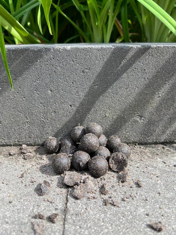 Monstercrab boilies 20mm