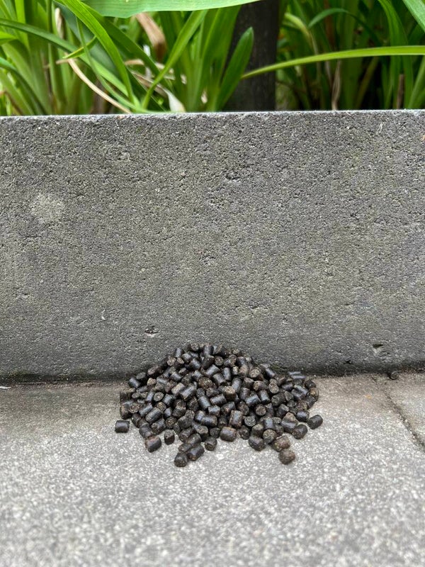 Halibut pellets