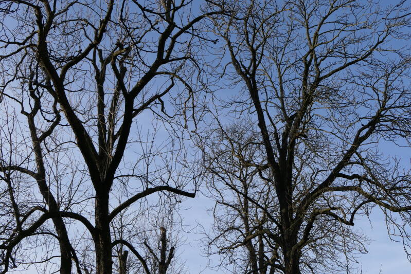 Charité Virchow Klinikum