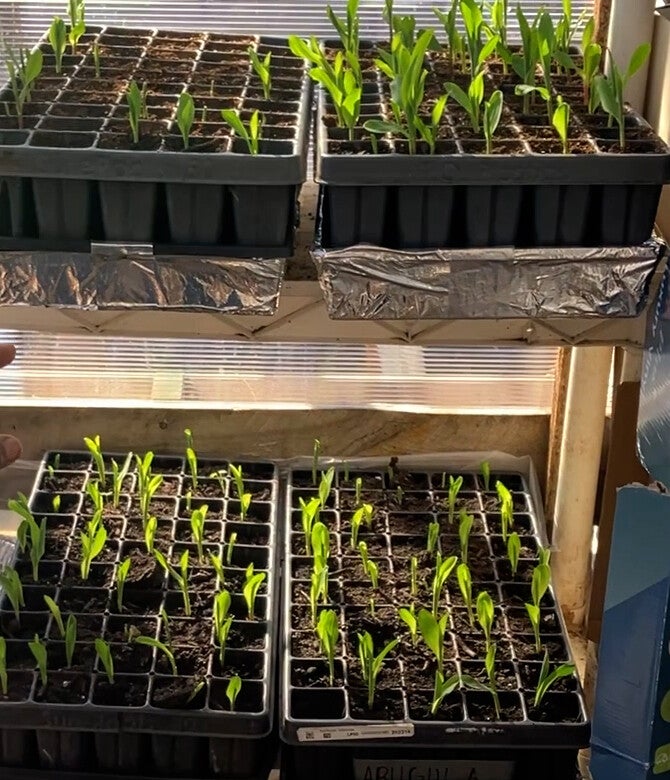 seedlings-standard.jpg