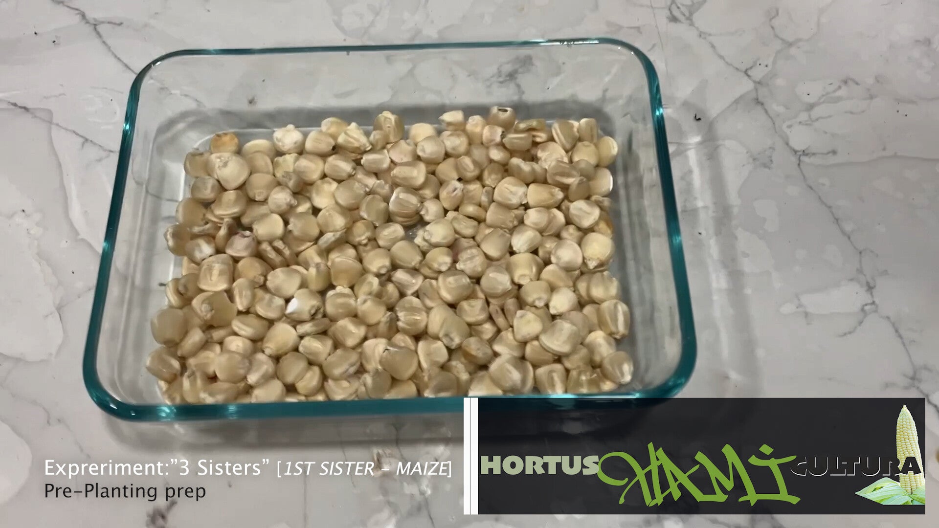 seedlings0009-standard.jpg