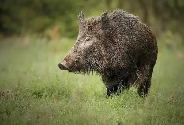ACCION TEMPORADA AGUARDOS LA LAPA   2026/