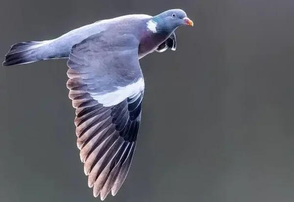 COMEDERO PALOMAS DIAS 31/8/2025 O 6/09/2025