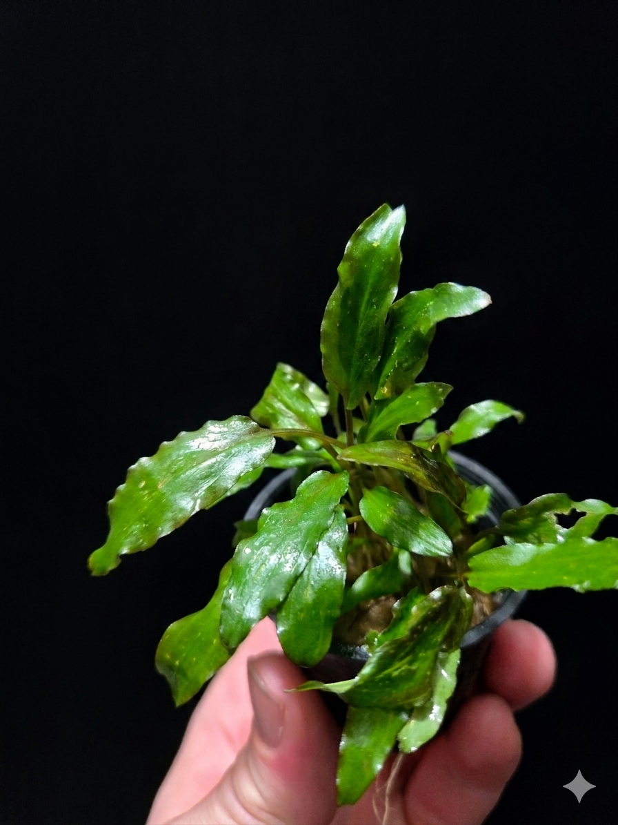 Cryptocoryne wendtii green