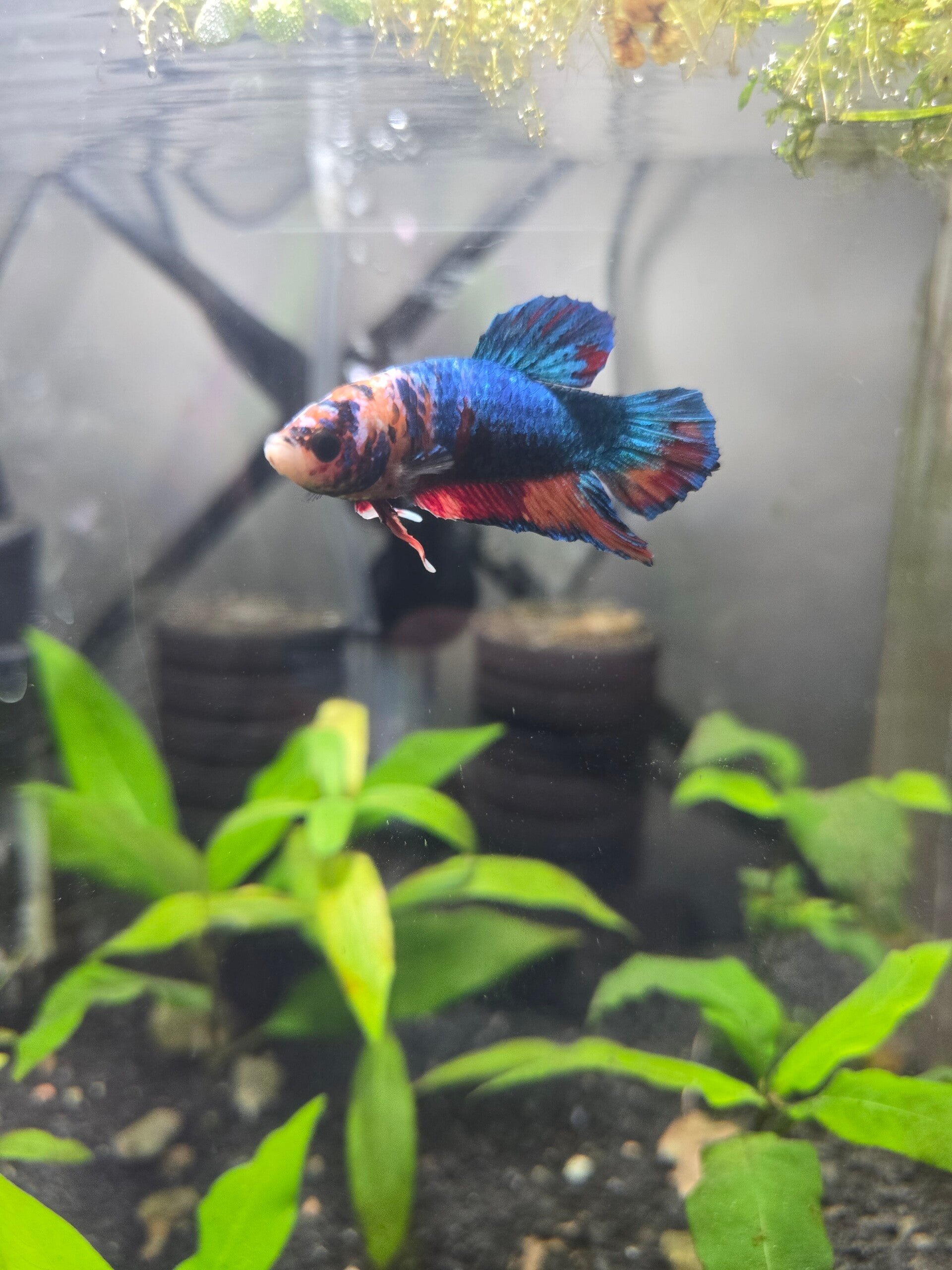 Betta HMPK Multicolore mâle
