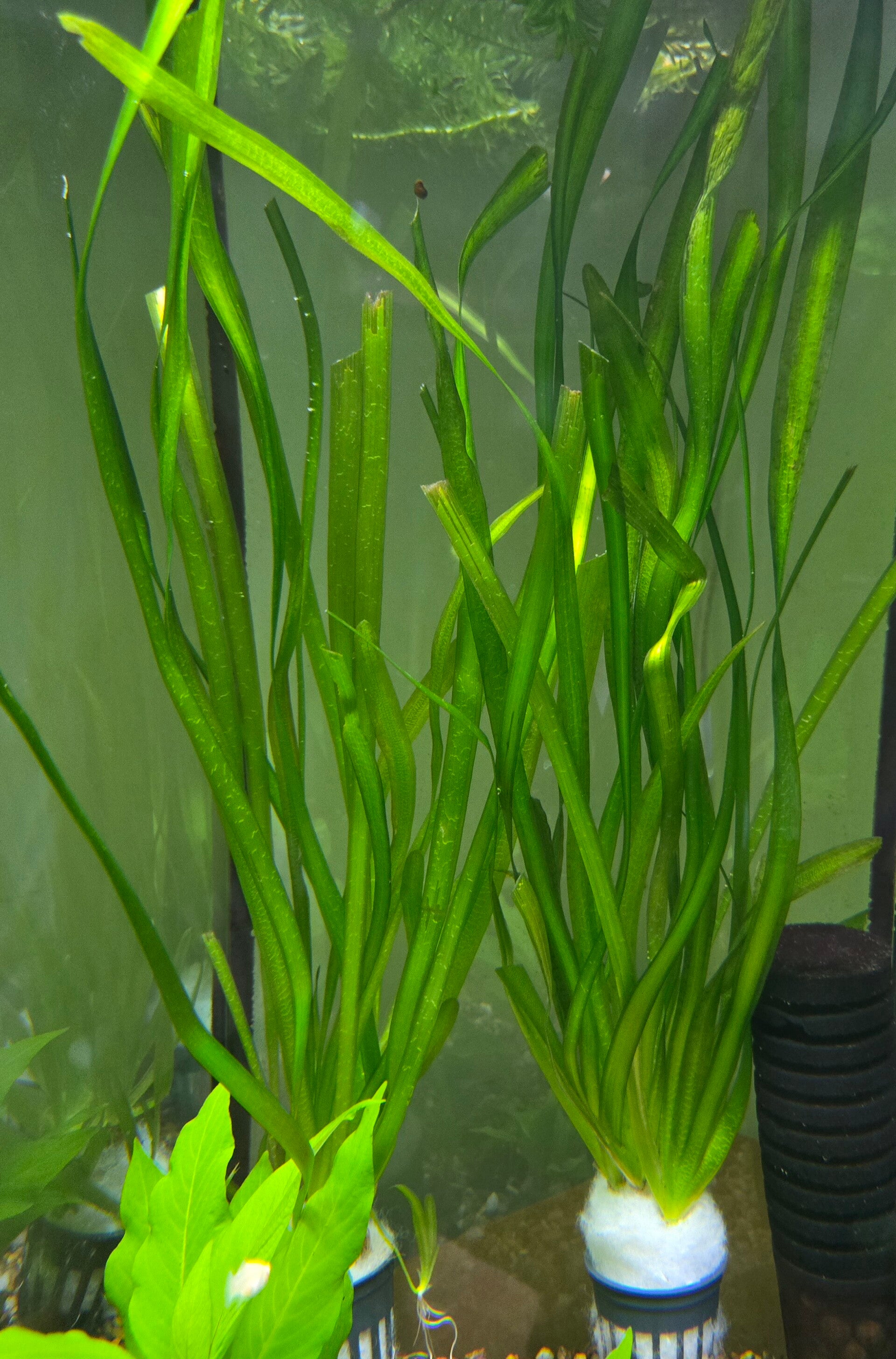 Vallisneria gigantea