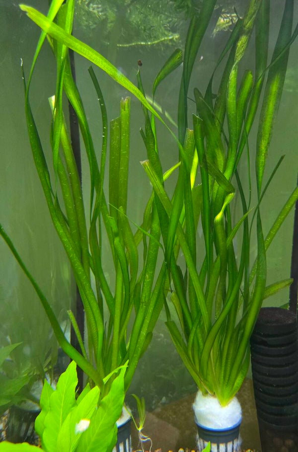 Vallisneria gigantea