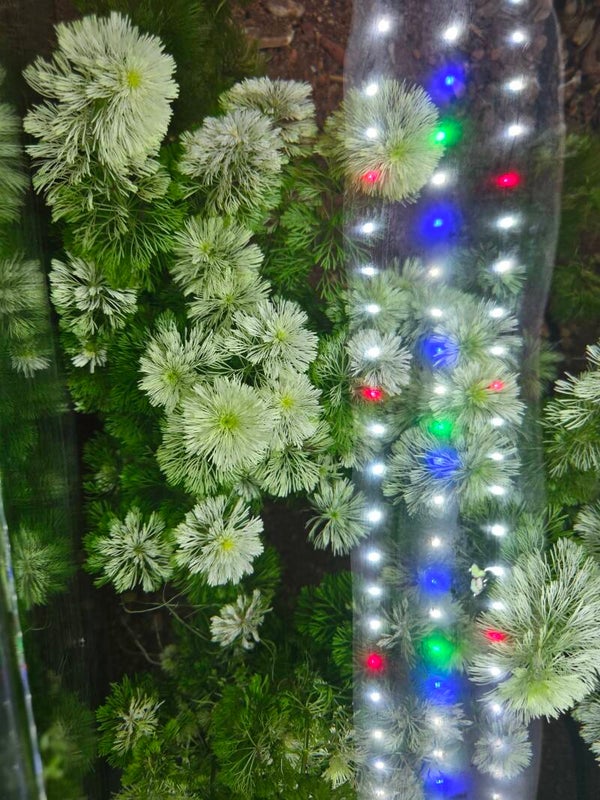 Cabomba Caroliniana ( bouquet )