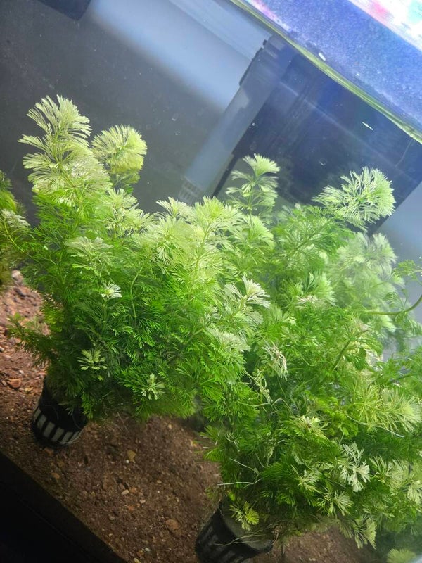 Cabomba Caroliniana ( pot )
