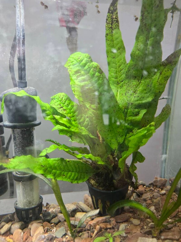 Microsorum pteropus