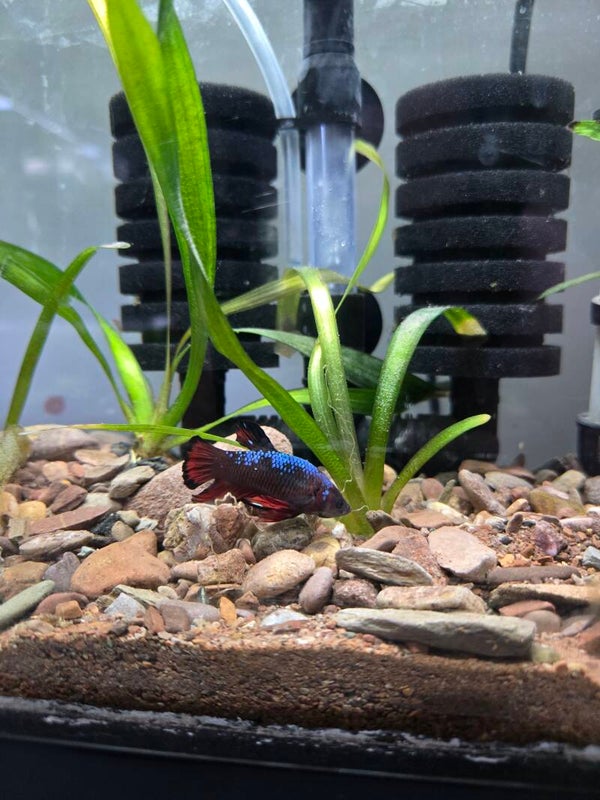 Betta plakat bleu et rouge 01