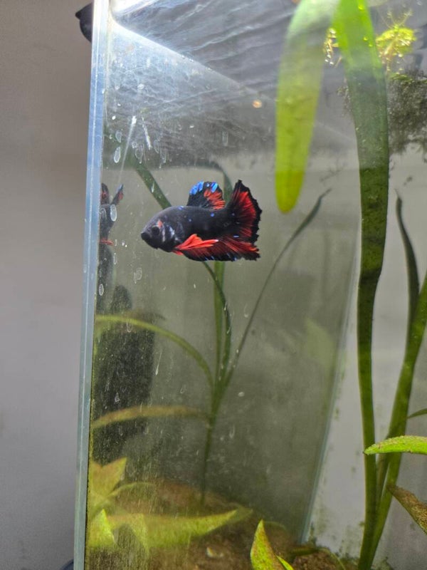 Betta plakat bleu et rouge 02