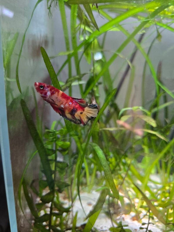 Betta plakat koï rouge