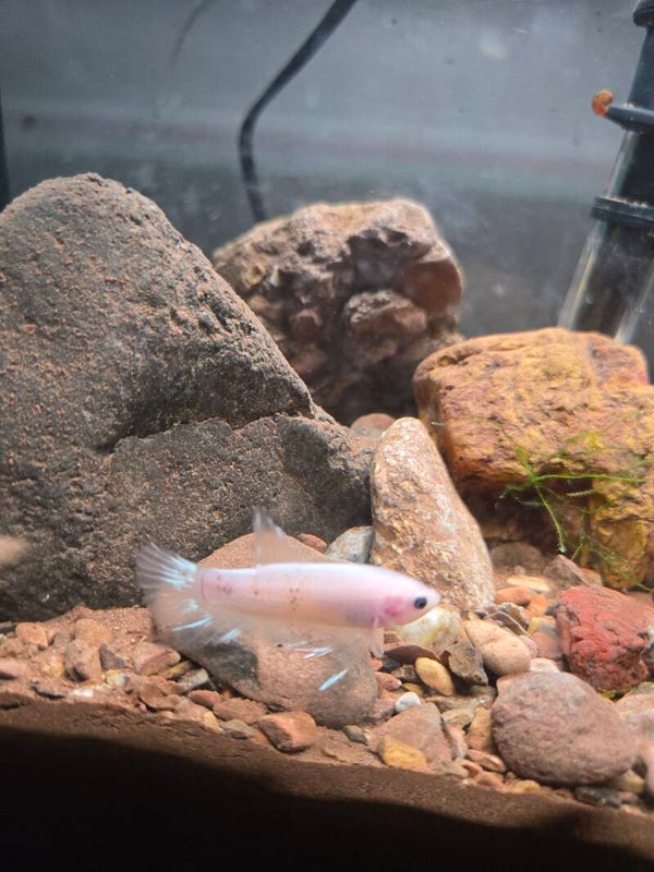 Betta blanc
