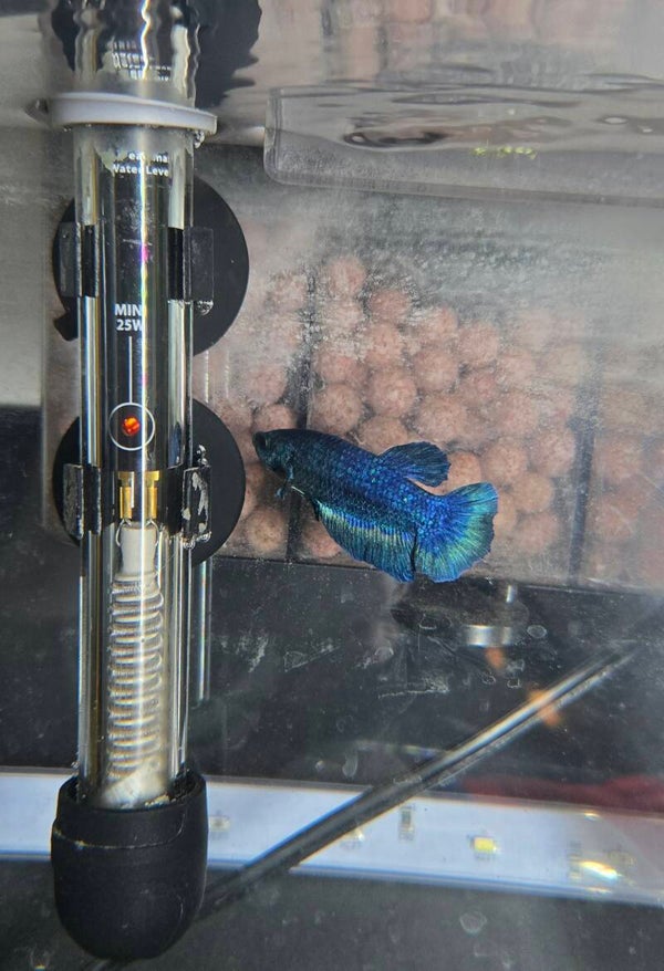 Betta Mâle HMPK Blue Marble-01