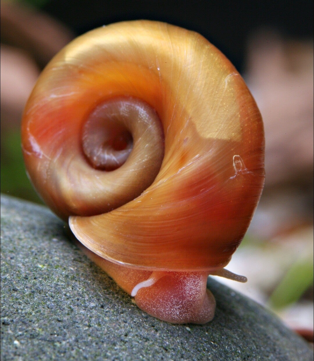 Planorbe doré