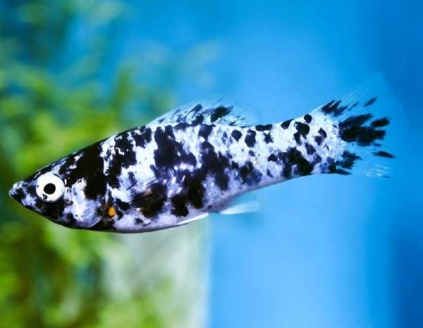 Molly dalmatien