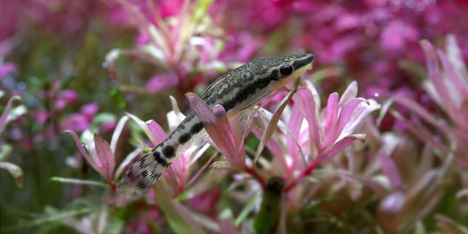 Otocinclus