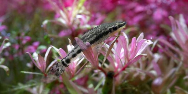 Otocinclus